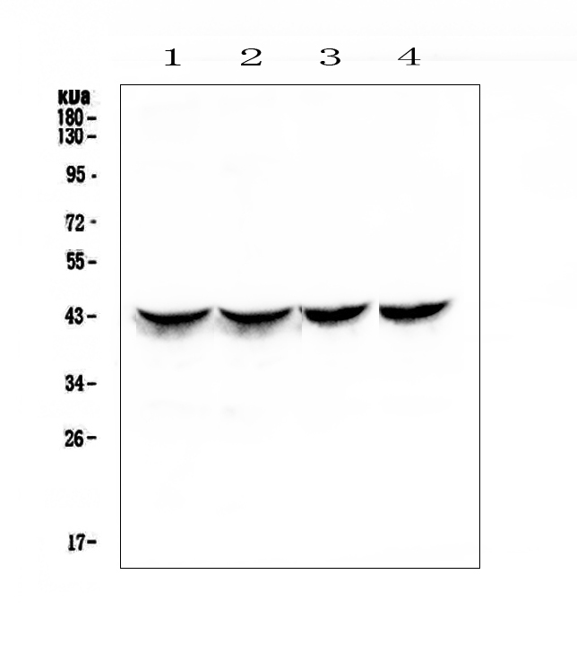 TNNT2 / CTNT Antibody - Western blot analysis of Cardiac Troponin T using anti-Cardiac Troponin T antibody. Electrophoresis was performed on a 5-20% SDS-PAGE gel at 70V (Stacking gel) / 90V (Resolving gel) for 2-3 hours. The sample well of each lane was loaded with 50ug of sample under reducing conditions. Lane 1: rat heart tissue lysates,Lane 2: rat heart tissue lysates,Lane 3: mouse heart tissue lysates,Lane 4: mouse heart tissue lysates. After Electrophoresis, proteins were transferred to a Nitrocellulose membrane at 150mA for 50-90 minutes. Blocked the membrane with 5% Non-fat Milk/ TBS for 1.5 hour at RT. The membrane was incubated with rabbit anti-Cardiac Troponin T antigen affinity purified polyclonal antibody at 0.5 µg/mL overnight at 4°C, then washed with TBS-0.1% Tween 3 times with 5 minutes each and probed with a goat anti-rabbit IgG-HRP secondary antibody at a dilution of 1:10000 for 1.5 hour at RT. The signal is developed using an Enhanced Chemiluminescent detection (ECL) kit with Tanon 5200 system. A specific band was detected for Cardiac Troponin T at approximately 43KD. The expected band size for Cardiac Troponin T is at 36KD.