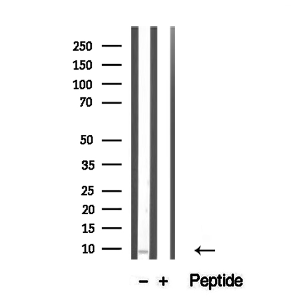 TNP1 / TP1 Antibody - Western blot analysis of extracts of mouse testis tissue using TNP1 antibody.