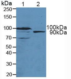 TNPO1 / Transportin 1 Antibody - Western Blot; Sample: Lane1: Mouse Pancreas Tissue; Lane2: Human 293T Cells.