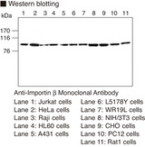 TNPO1 / Transportin 1 Antibody