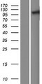 TNPO2 / Importin Protein - Western validation with an anti-DDK antibody * L: Control HEK293 lysate R: Over-expression lysate