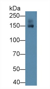 TNR / Tenascin R Antibody