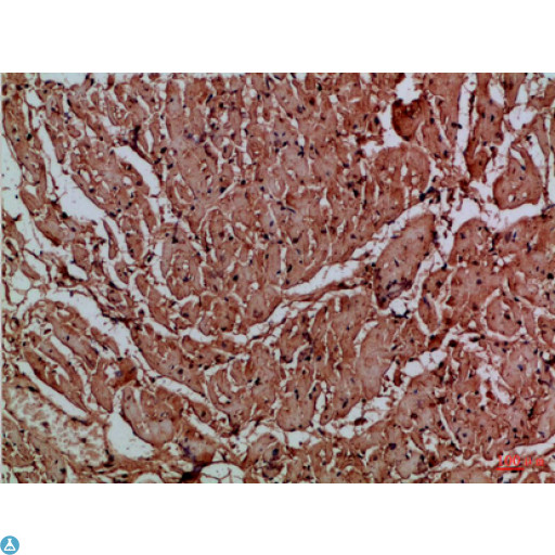 TNRC5 / CNPY3 Antibody - Immunohistochemical analysis of paraffin-embedded Human-heart, antibody was diluted at 1:100.
