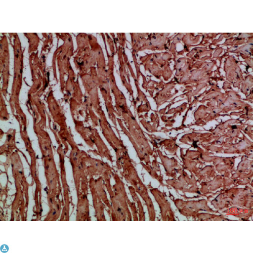 TNRC5 / CNPY3 Antibody - Immunohistochemical analysis of paraffin-embedded human-heart, antibody was diluted at 1:100.