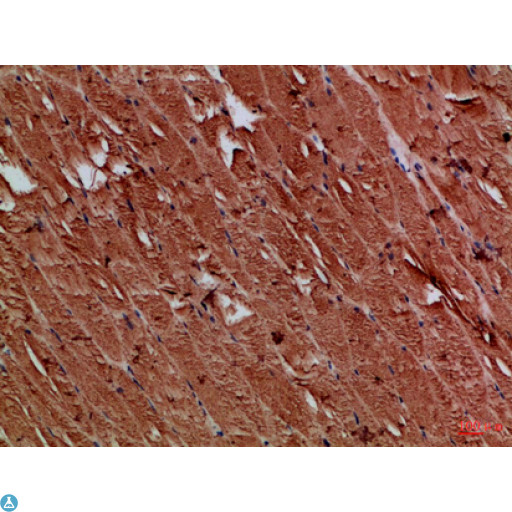 TNRC5 / CNPY3 Antibody - Immunohistochemical analysis of paraffin-embedded Human-skeletal-muscle, antibody was diluted at 1:100.