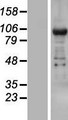 TNRC6B Protein - Western validation with an anti-DDK antibody * L: Control HEK293 lysate R: Over-expression lysate