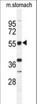 TNRC9 / TOX3 Antibody - Western blot of TOX3 Antibody in mouse stomach tissue lysates (35 ug/lane). TOX3 (arrow) was detected using the purified antibody.