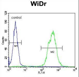 TNRC9 / TOX3 Antibody - TOX3 Antibody flow cytometry of WiDr cells (right histogram) compared to a negative control cell (left histogram). FITC-conjugated goat-anti-rabbit secondary antibodies were used for the analysis.