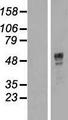 TNRC9 / TOX3 Protein - Western validation with an anti-DDK antibody * L: Control HEK293 lysate R: Over-expression lysate