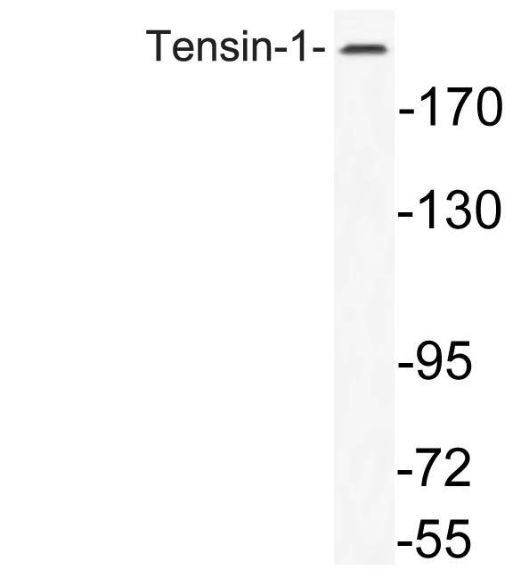 TNS1 / Tensin-1 Antibody - Western blot analysis of lysate from K562 cells, using Tensin-1 antibody.