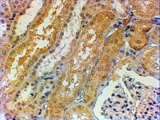 TNS1 / Tensin-1 Antibody - Antibody (2µg/ml) staining of paraffin embedded Human Kidney. Steamed antigen retrieval with citrate buffer pH 6, HRP-staining.