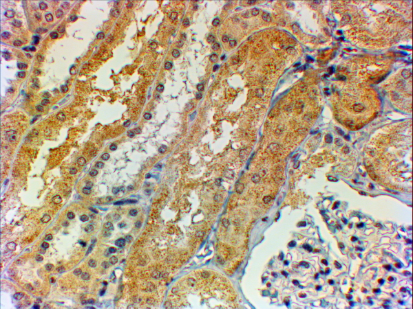 TNS1 / Tensin-1 Antibody - Goat anti-Tensin 1 (aa902-914) Antibody (2µg/ml) staining of paraffin embedded Human Kidney. Steamed antigen retrieval with citrate buffer pH 6, HRP-staining.