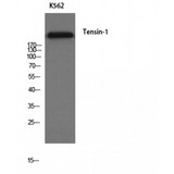 TNS1 / Tensin-1 Antibody - Western blot of Tensin-1 antibody