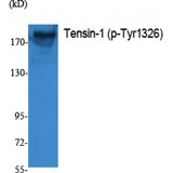 TNS1 / Tensin-1 Antibody - Western blot of Phospho-Tensin-1 (Y1326) antibody