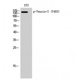 TNS2 / TENC1 Antibody - Western blot of Phospho-Tensin-2 (Y483) antibody