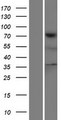 TNS4 Protein - Western validation with an anti-DDK antibody * L: Control HEK293 lysate R: Over-expression lysate