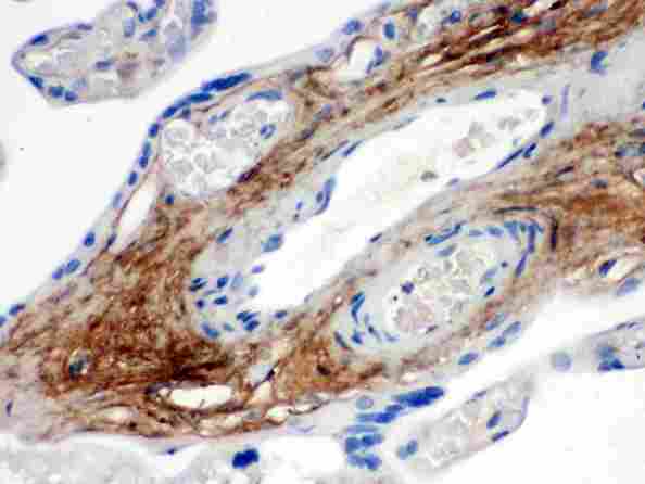 TNXB / Tenascin XB Antibody - anti-TNXB Picoband antibody IHC(P): Human Placenta Tissue