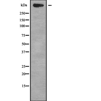 TNXB / Tenascin XB Antibody - Western blot analysis of TNXB using A549 whole cells lysates