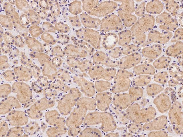 TNXB / Tenascin XB Antibody - Immunochemical staining of human TNXB in human kidney with rabbit polyclonal antibody at 1:100 dilution, formalin-fixed paraffin embedded sections.