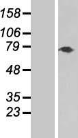 TNXB / Tenascin XB Protein - Western validation with an anti-DDK antibody * L: Control HEK293 lysate R: Over-expression lysate