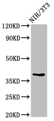 TOB1 / TOB Antibody - Positive Western Blot detected in NIH/3T3 whole cell lysate. All lanes: TOB1 antibody at 2.7 µg/ml Secondary Goat polyclonal to rabbit IgG at 1/50000 dilution. Predicted band size: 39 KDa. Observed band size: 39 KDa