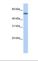 TOE1 Antibody - Fetal brain cell lysate. Antibody concentration: 0.5 ug/ml. Gel concentration: 12%.  This image was taken for the unconjugated form of this product. Other forms have not been tested.