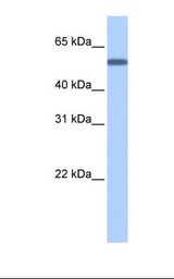 TOE1 Antibody - Fetal brain cell lysate. Antibody concentration: 0.5 ug/ml. Gel concentration: 12%.  This image was taken for the unconjugated form of this product. Other forms have not been tested.