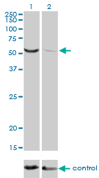 TOE1 Antibody - Western blot of TOE1 over-expressed 293 cell line, cotransfected with TOE1 Validated Chimera RNAi (Lane 2) or non-transfected control (Lane 1). Blot probed with TOE1 monoclonal antibody, clone 1D8. GAPDH ( 36.1 kD ) used as specificity an.