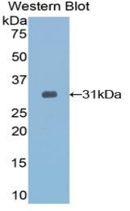 TOLLIP Antibody - Western blot of recombinant TOLLIP.  This image was taken for the unconjugated form of this product. Other forms have not been tested.