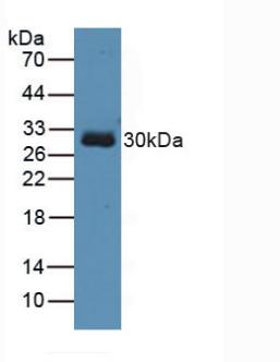 TOLLIP Antibody - Western Blot; Sample: Human 293T Cells.