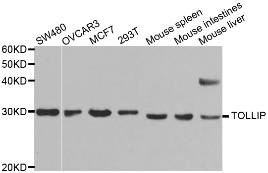 TOLLIP Antibody - Western blot analysis of extracts of various cell lines.