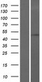 TOM1 Protein - Western validation with an anti-DDK antibody * L: Control HEK293 lysate R: Over-expression lysate