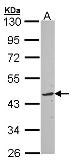 TOM1L1 Antibody - Sample (30 ug of whole cell lysate). A: Raji. 10% SDS PAGE. TOM1L1 antibody diluted at 1:3000.