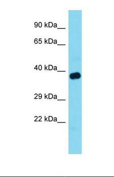 TOM1L1 Antibody - Western blot of Mouse Muscle . Tom1l1 antibody dilution 1.0 ug/ml.  This image was taken for the unconjugated form of this product. Other forms have not been tested.