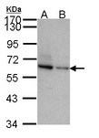 TOM1L2 Antibody - Sample (30 ug of whole cell lysate). A: JurKat, B: NT2D1. 7.5% SDS PAGE. TOM1L2 antibody diluted at 1:1000.