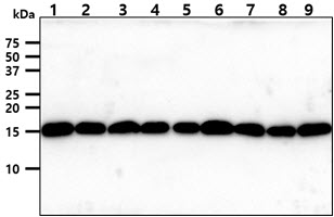 TOMM20 Antibody - The cell lysates (40ug) were resolved by SDS-PAGE, transferred to PVDF membrane and probed with anti-human Tomm20 antibody (1:1000). Proteins were visualized using a goat anti-mouse secondary antibody conjugated to HRP and an ECL detection system. Lane 1.: HeLa cell lysate Lane 2.: HepG2 cell lysate Lane 3.: A431 cell lysate Lane 4.: K562 cell lysate Lane 5.: A549 cell lysate Lane 6.: 293T cell lysate Lane 7.: MCF7 cell lysate Lane 8.: SK-OV-3 cell lysate Lane 9.: PC3 cell lysate