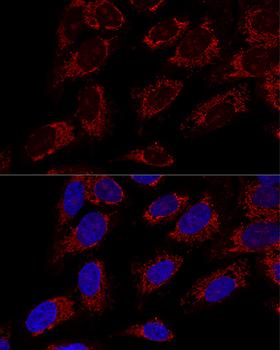 TOMM20 Antibody - Confocal immunofluorescence analysis of U2OS cells using TOM20 Polyclonal Antibody at dilution of 1:100.Blue: DAPI for nuclear staining.