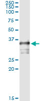 TOMM34 Antibody - Immunoprecipitation of TOMM34 transfected lysate using anti-TOMM34 monoclonal antibody and Protein A Magnetic Bead.
