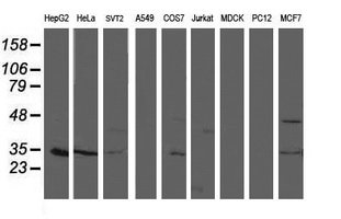 TOMM34 Antibody - Western blot of extracts (35 ug) from 9 different cell lines by using anti-TOMM34 monoclonal antibody.
