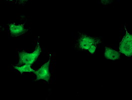 TOMM34 Antibody - Anti-TOMM34 mouse monoclonal antibody immunofluorescent staining of COS7 cells transiently transfected by pCMV6-ENTRY TOMM34.
