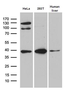 TOMM40 / TOM40 Antibody - Western blot analysis of extracts. (35ug) from 2 cell lines and human liver tissue lysate by using anti-TOMM40 monoclonal antibody. (1:500)