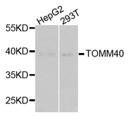 TOMM40 / TOM40 Antibody - Western blot analysis of extracts of various cell lines.
