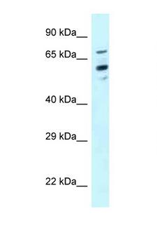 TOMM70A Antibody - TOMM70A antibody Western blot of HeLa Cell lysate. Antibody concentration 1 ug/ml.  This image was taken for the unconjugated form of this product. Other forms have not been tested.