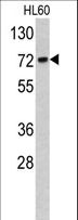 TOMM70A Antibody - Western blot of TOMM70A antibody in HL60 cell line lysates (35 ug/lane). TOMM70A (arrow) was detected using the purified antibody.
