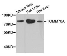 TOMM70A Antibody - Western blot analysis of extract of various cells.