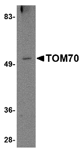 TOMM70A Antibody - Western blot of TOM70 in 293 cell lysate with TOM70 antibody at 2 ug/ml
