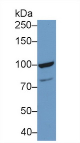 TOP1 / Topoisomerase I Antibody - Western Blot; Sample: Human MCF7 cell lysate; Primary Ab: 1µg/ml Rabbit Anti-Human TOP1 Antibody Second Ab: 0.2µg/mL HRP-Linked Caprine Anti-Rabbit IgG Polyclonal Antibody