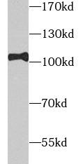 TOP1 / Topoisomerase I Antibody - L02 cells were subjected to SDS PAGE followed by western blot with FNab09822 (TOP1 antibody) at dilution of 1:1000