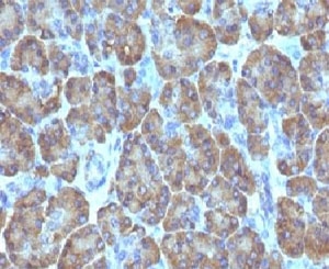 TOP1MT Antibody - Formalin-fixed, paraffin-embedded human pancreas stained with TOP1MT antibody (TOP1MT/488).  This image was taken for the unmodified form of this product. Other forms have not been tested.