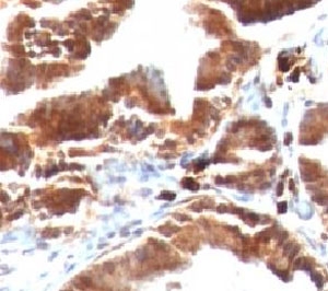 TOP1MT Antibody - Formalin-fixed, paraffin-embedded human gallbladder stained with TOP1MT antibody (TOP1MT/488).  This image was taken for the unmodified form of this product. Other forms have not been tested.